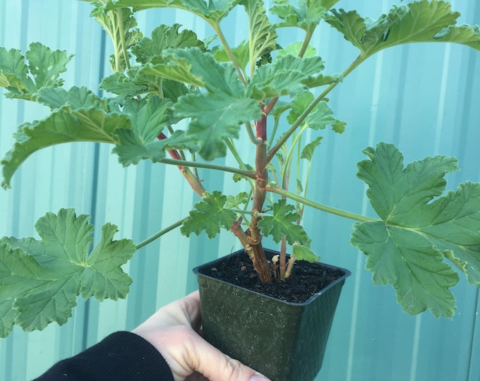 Scented Geranium 'sweet Mimosa' Etsy