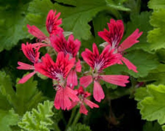 Scented Geranium 'Concolor Lace'