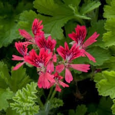 Scented Geranium 'Concolor Lace'