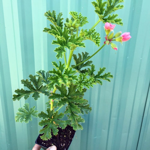 Coconut Scented Geranium Seeds Etsy
