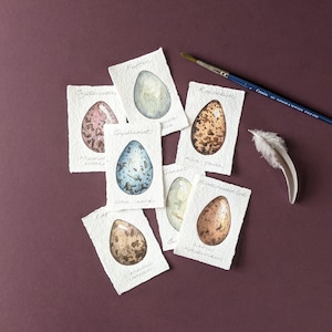 Original watercolour paintings of Seabird's eggs on handmade Khadi paper