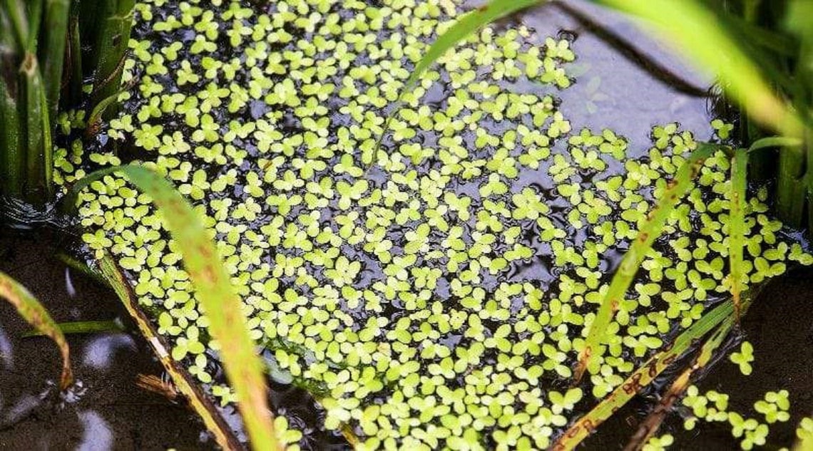 Duckweed Live Floating Plants for Aquarium or Pond Etsy