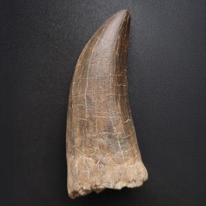 Fossilized Tyrannosaurus rex tooth, resin replica