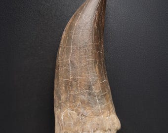 Réplica em resina de um dente fossilizado de Tyrannosaurus rex.