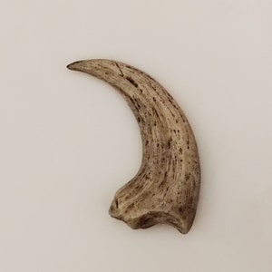 Small Fossilized Velociraptor Claw, Resin Replica