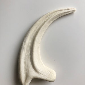 Fossilized Velociraptor claw, resin replica Beige (non peinte)