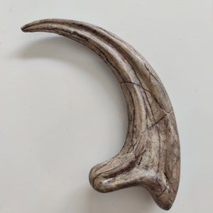 Fossilized Velociraptor claw, resin replica Gris clair (Os)