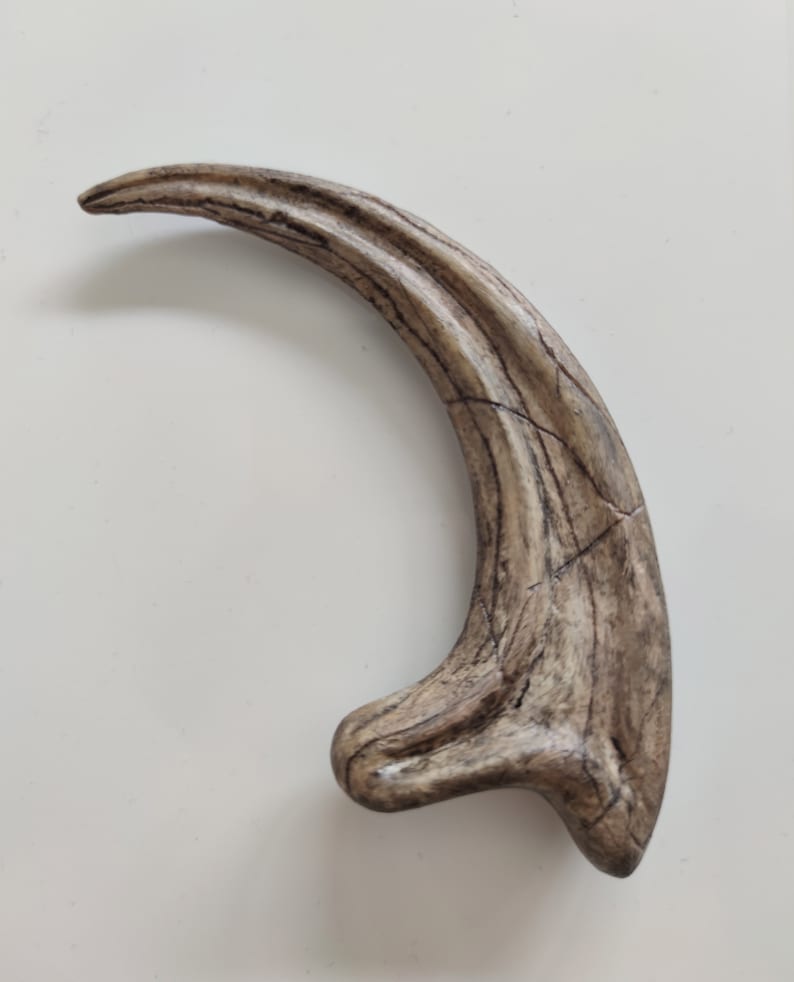 Fossilized Velociraptor claw, resin replica Gris clair (Os)