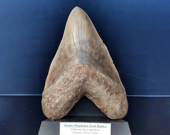 Dent de Megalodon fossilisée, réplique en résine de grande qualité