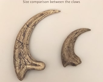 Raptorの爪化石 il_340x270.4681820539_auhy.jpg