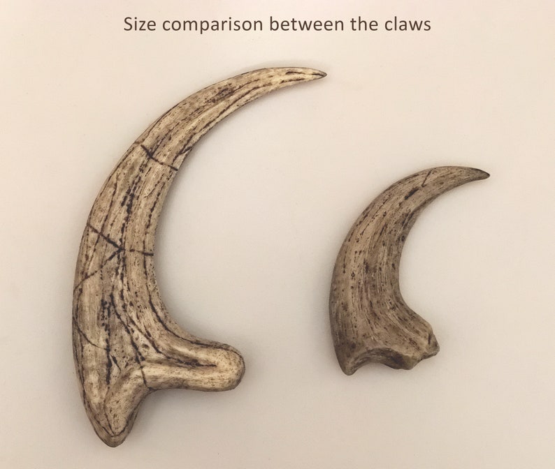 Fossilized Velociraptor claw, resin replica image 10