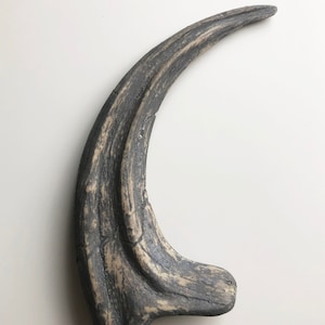 Fossilized Velociraptor claw, resin replica Gris / Beige