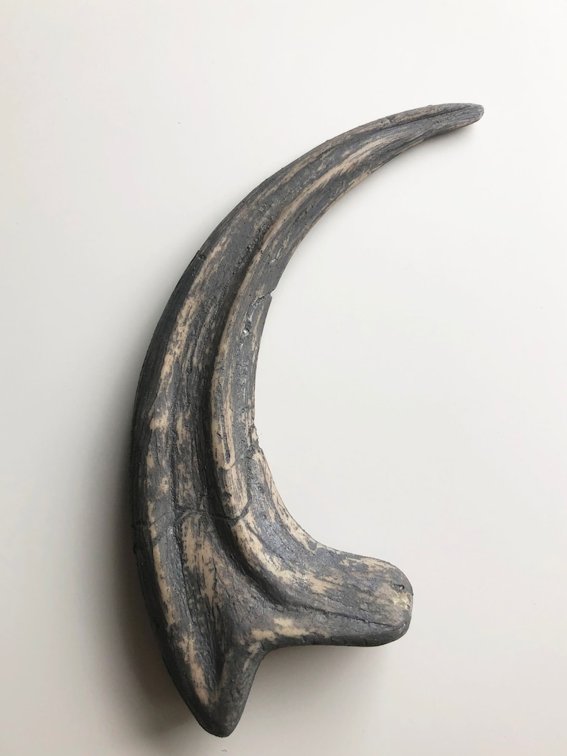 Fossilized Velociraptor claw, resin replica Gris / Beige