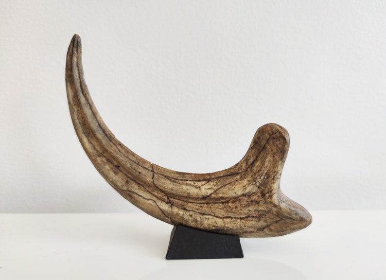 Fossilized Velociraptor claw, resin replica image 1