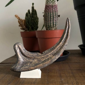 Fossilized Velociraptor claw, resin replica image 8