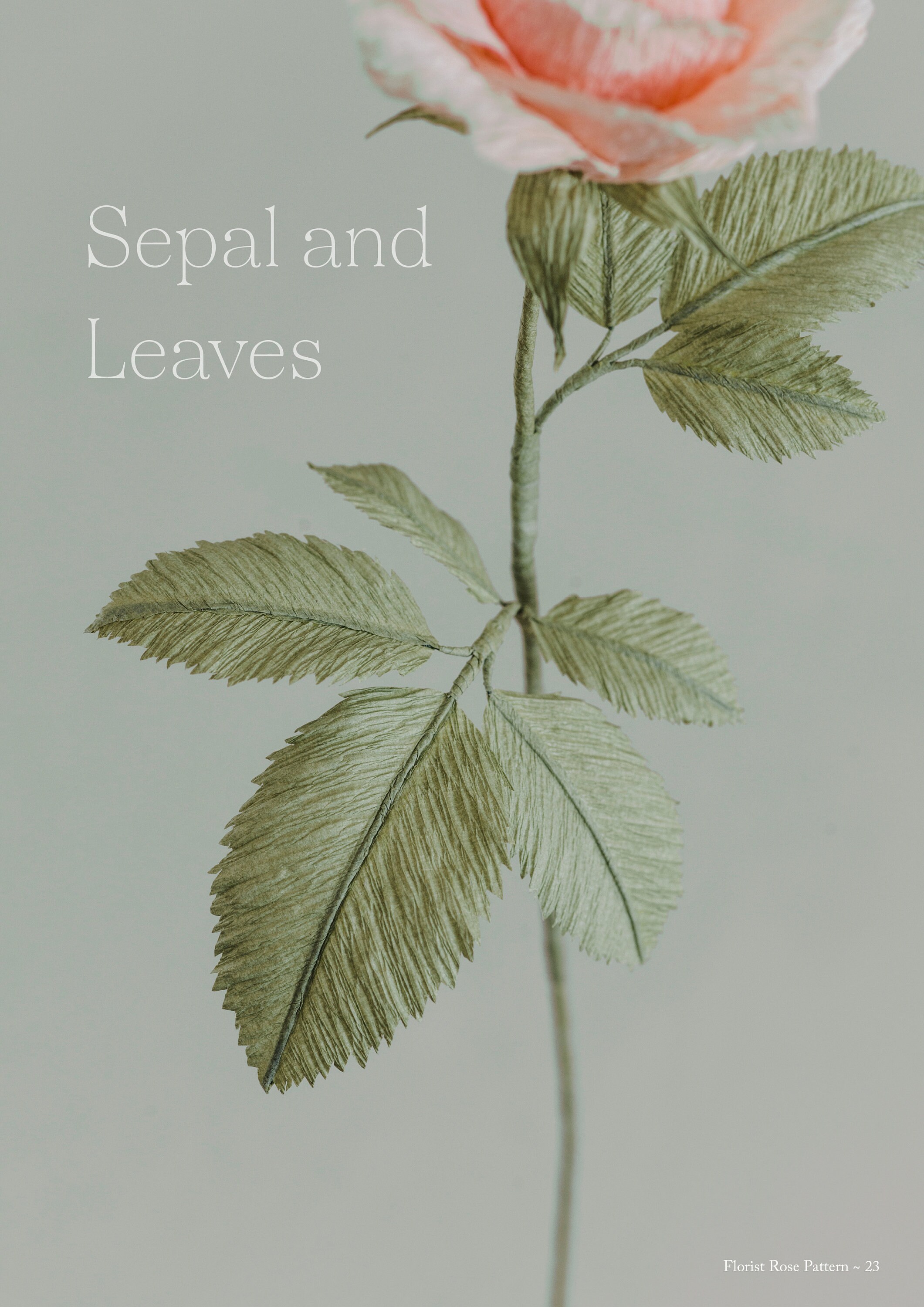 Crepe Paper Rose Template With Instructions Etsy UK