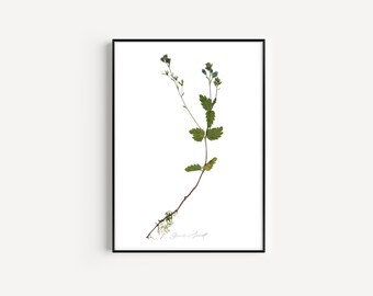 Gepresste Blume Druckbare Kunst - Wildblume Germander Speedwell