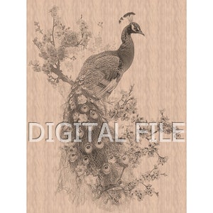 Laser Gravierdateien, Pfau png, 3D Illusion, Holzgravur, Glowforge Laser Ready, xTool-Dateien.