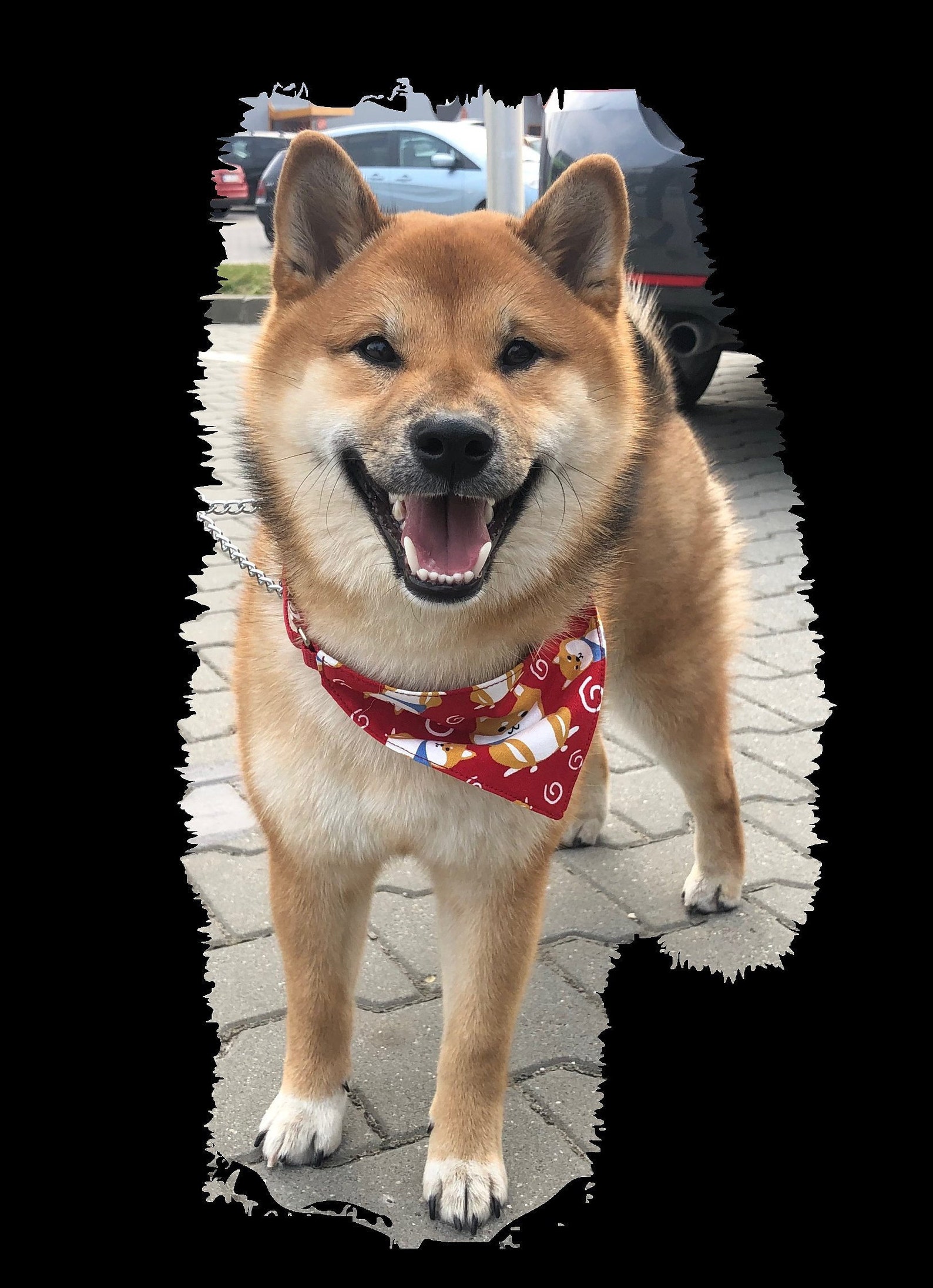 SHIBA Inu Shawl Fanny Shiba Dog SLING Etsy