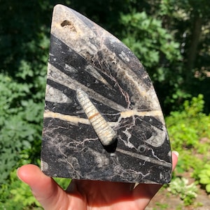 Fossil Stone Orthoceras Crystal Stone Single Bookend or Display Piece