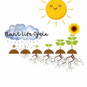 Preschool Life Cycle Lesson Packet