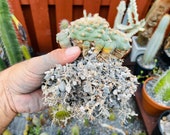 Potting Mix Lophophora, Ariocarpus, Astrophytum - Inorganic (Better than Soil)
