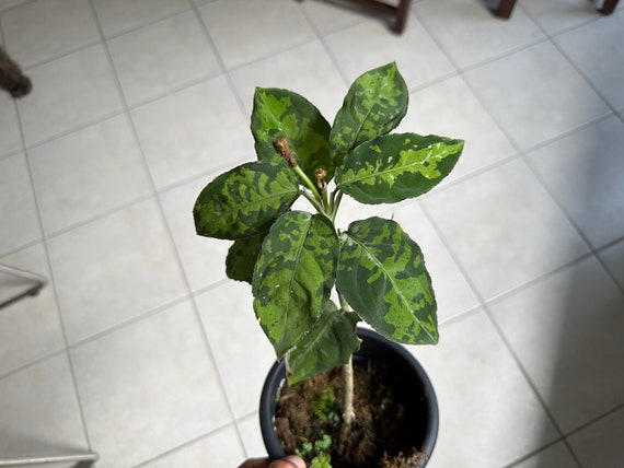 Aglaonema Pictum Tricolor 4 Inch Pot