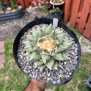 Ario cactus scaphirostris x cauliflower from seed LARGE M15