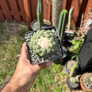 Coryphantha elephantidens inermis Own Root