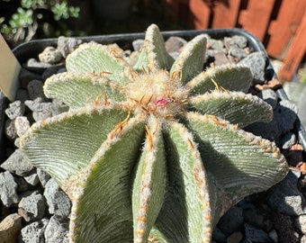 Aztek cactus hintonii  from seed E8