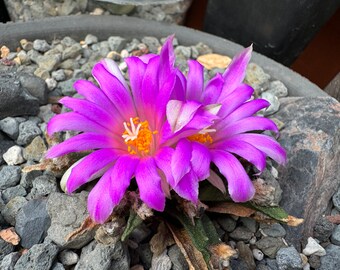 Ario cactus agavoides 20 years old from seed E6