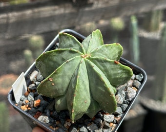 Astrocactus Myriostigma nudum cultivar Live Rare Cactus from seed