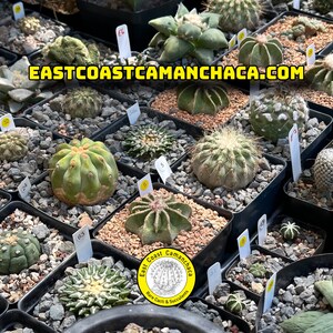Ario cactus scapharostris from seed S16 image 2