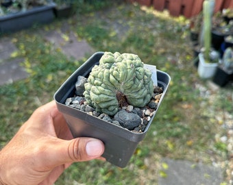 Astrocactus asterias kikko variegated crest Rare Cactus from seed A6