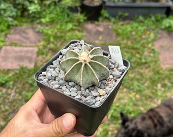 Aztek cactus hintonii  from seed A15