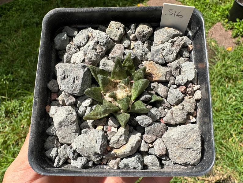 Ario cactus scapharostris from seed S16 image 4