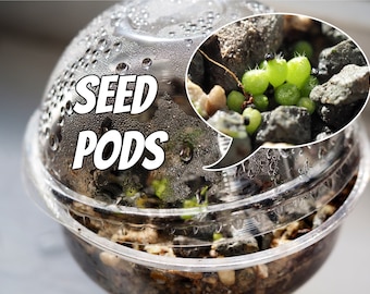 Seed Pods | Cactus and succulent germination kit - comes with everything you need