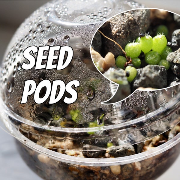 Seed Pods | Cactus and succulent germination kit - comes with everything you need