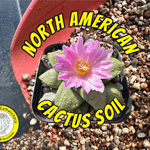 Premium cactus soil: LW Ariocactus and other water-sensitive cacti ALL MINERAL