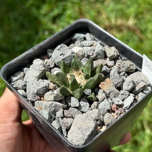 Ario cactus scapharostris from seed S16 image 1