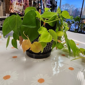 Op de afbeelding: Een groene plant in een pot met hartvormige bladeren in een zwart-wit gepatroneerde pot. De plant staat op een witte tafel met een madeliefjespatroon.