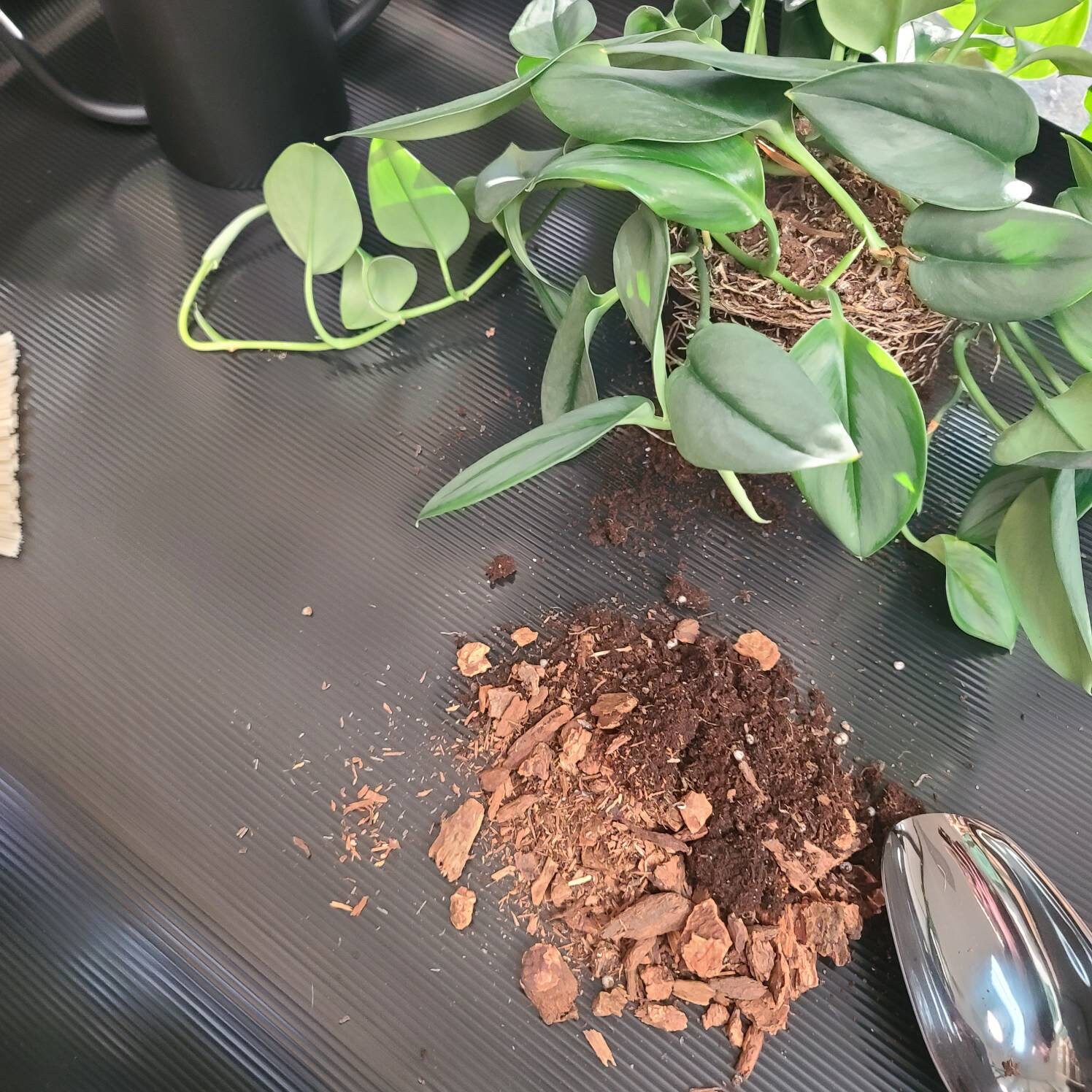 Indoor Plant Potting Mat Plant Dad Mom Plant Lady Gift Gardening Gift Transplanting Plant Mat Houseplant Mat Mess Free Repotting Indoor Plant Potting Mat Plant Dad Mom Plant Lady Gift Gardening Gift Transplanting Plant Mat Houseplant Mat Mess Free Repotting