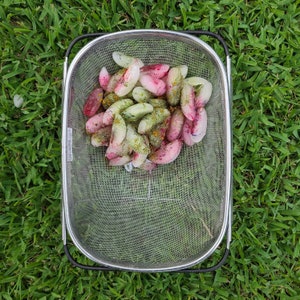 May include: A stainless steel mesh strainer filled with a collection of colorful, oblong-shaped vegetables. The vegetables display hues of pink, green, and yellow, resting on a bed of green grass.