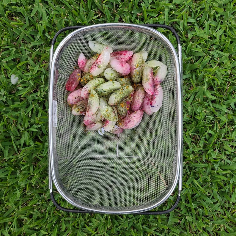 May include: A stainless steel mesh strainer filled with a collection of colorful, oblong-shaped vegetables. The vegetables display hues of pink, green, and yellow, resting on a bed of green grass.