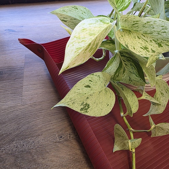 mini monstera variegated Mini Monstera  Hey Rooted