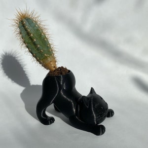 May include: A black cat-shaped planter with a cactus growing out of the top. The cactus is a light green color with brown spines.