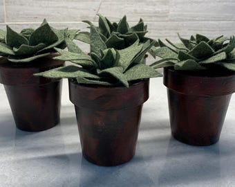 New Grey Green Succulents in Paper Mache Pots