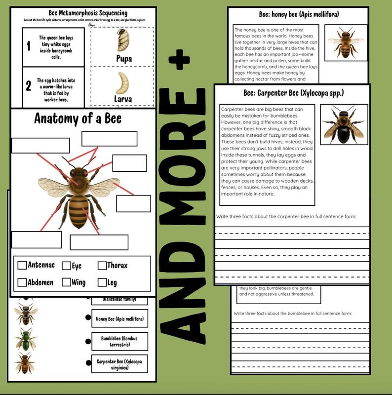 Bee Life Cycle Activity Pack: Printable Science Project for Kids (PDF ...