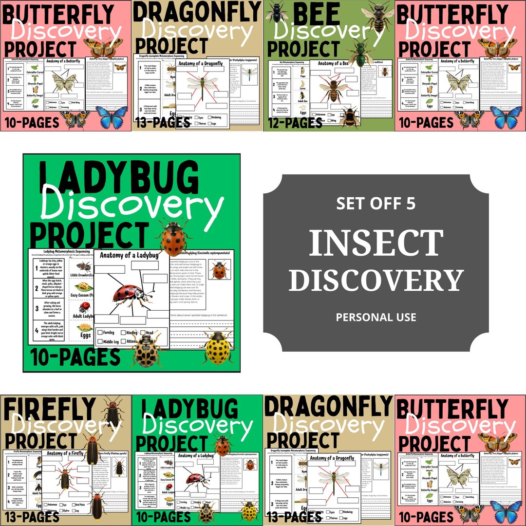 Insect Activity Bundle: Life Cycle Worksheets, Coloring Pages (digital ...