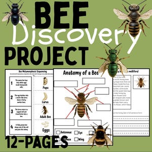 Bee Life Cycle Activity Pack: Printable Science Project for Kids (PDF Download)